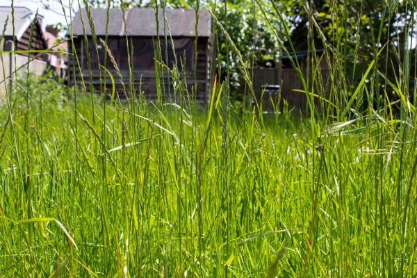 Cost of Overgrown Lawn Trimming in Navarre