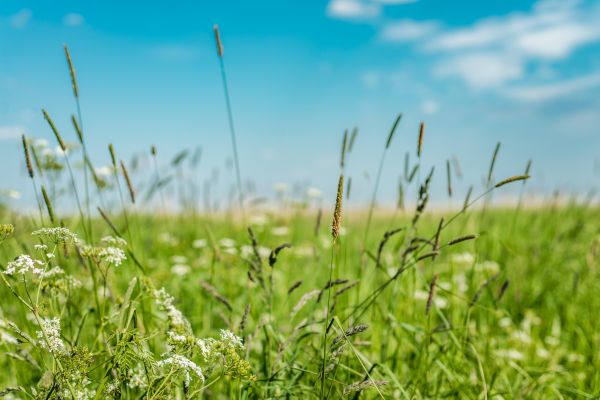 Cost of High Grass Trimming in Navarre